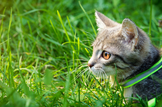 猫可以吃哈密瓜西瓜吗