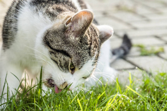 猫可以吃蜂蜜吗