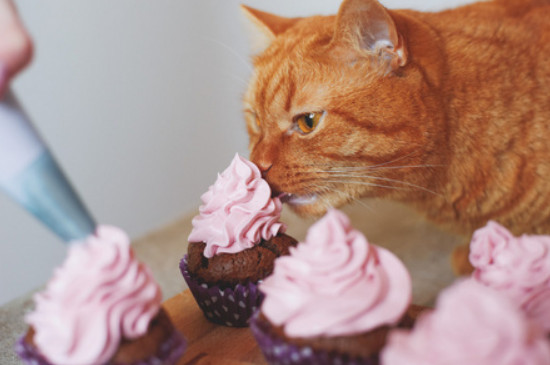 猫咪可以吃蛋糕吗