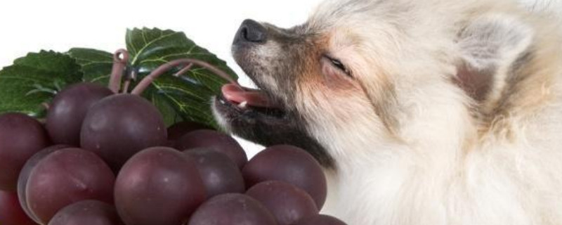 狗狗吃了10几颗葡萄会有事吗