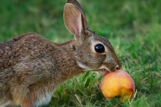 兔子能吃哈密瓜吗