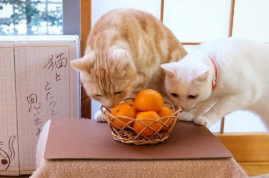 猫咪可以吃火龙果吗