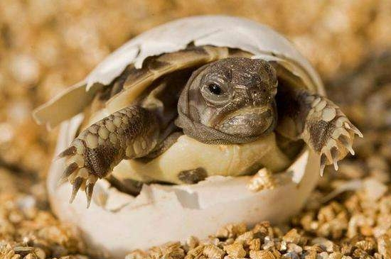 幼龟不吃食有什么方法