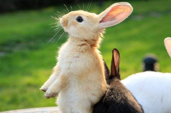 兔子能吃枣吗