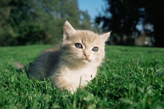 猫咪能吃石榴籽吗