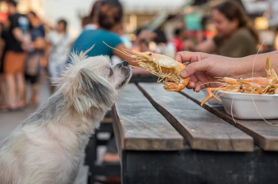 狗狗能吃虾肉吗