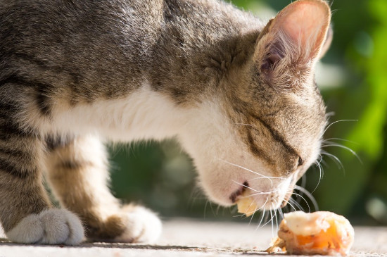 猫咪能吃猕猴桃吗