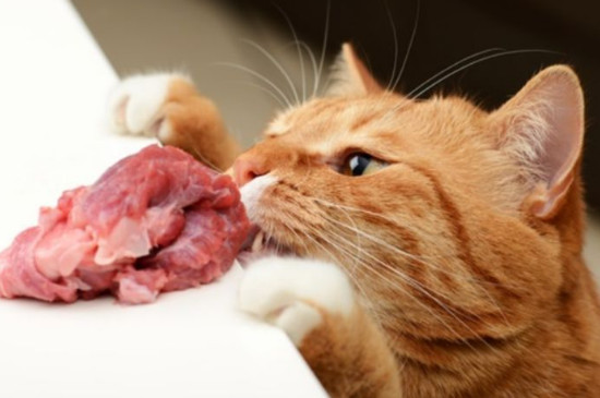 猫咪能吃生鸡胸肉吗