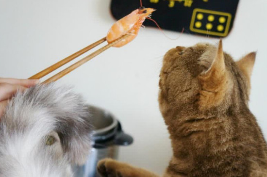 猫咪可以吃虾仁吗