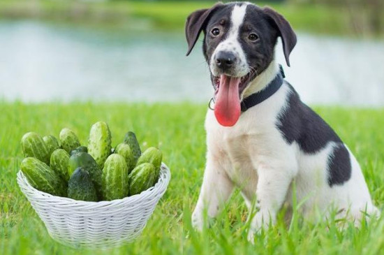 狗能吃黄瓜不?