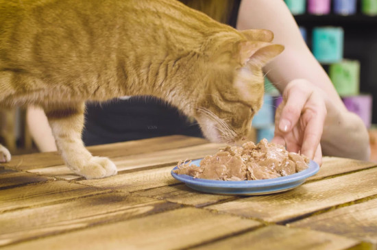 猫能吃枣吗