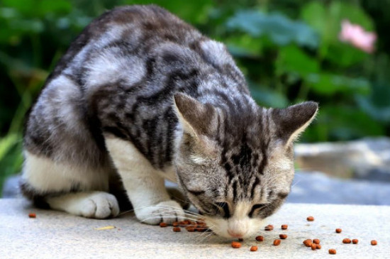 猫能吃椰子吗