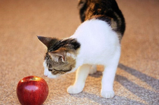 猫咪可以吃梨吗