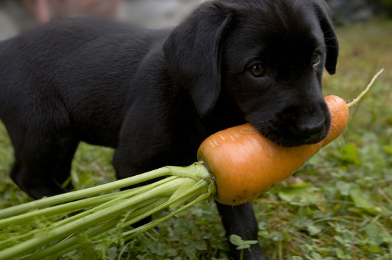 狗能吃香菜吗
