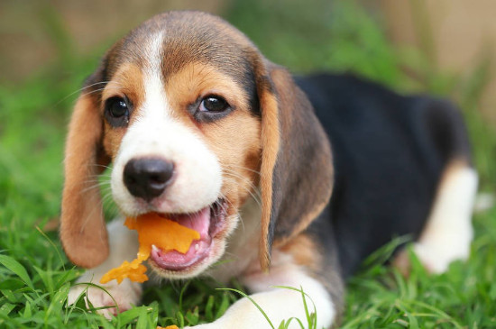 狗可以吃梨不?