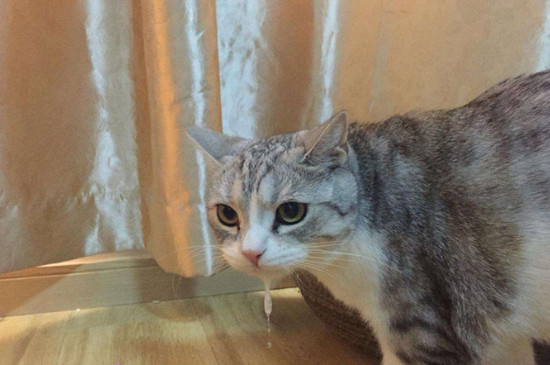 猫咪可以吃核桃仁吗