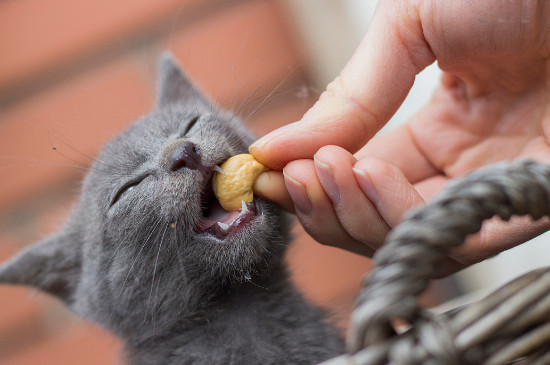 猫咪可以吃核桃仁吗