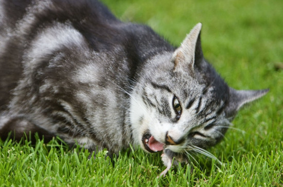 猫可以吃香蕉皮吗