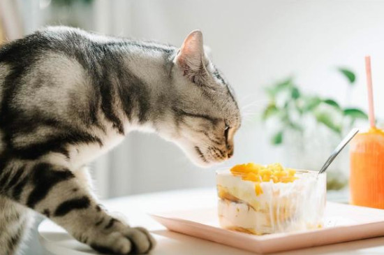 猫咪吃玉米有事吗