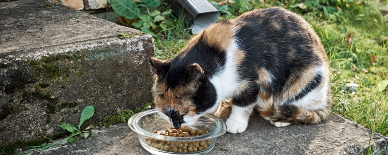 猫能吃香菜吗