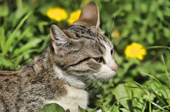 猫能吃香菜吗