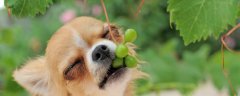 狗吃葡萄会死掉吗