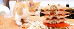 猫可以吃生蚝吗