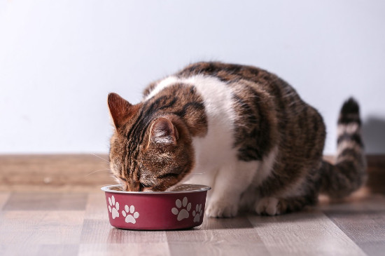猫可以吃生蚝吗