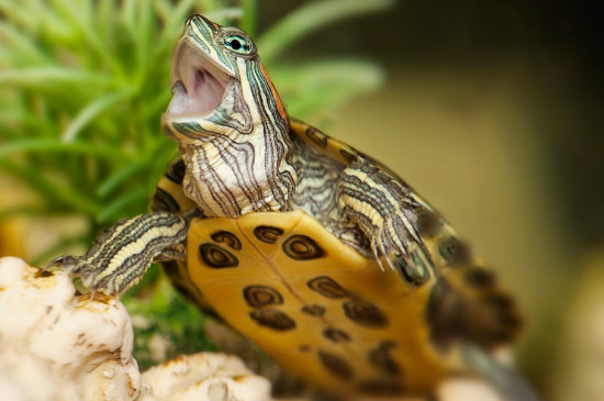 乌龟能吃水果吗
