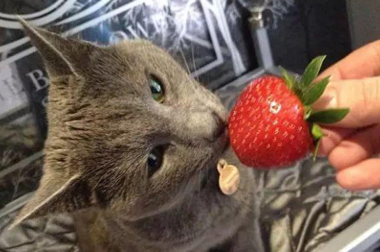 猫咪可以吃地瓜吗