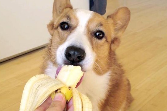 狗能吃芒果干吗
