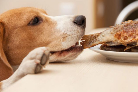 狗狗可以吃骨头吗