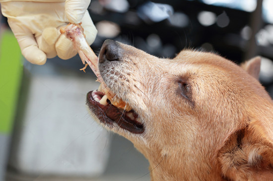 狗狗可以吃骨头吗