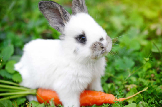 兔子可以吃香蕉皮吗