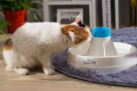 猫咪只喝水不吃东西怎么办