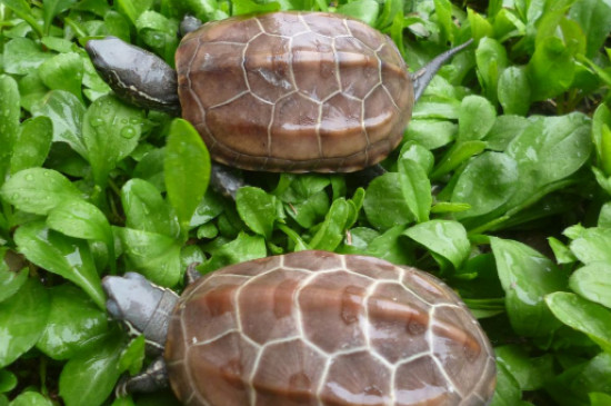乌龟吃粪便是因为饿吗