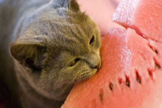 猫吃西瓜吗