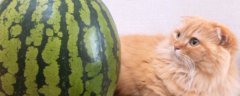 猫吃西瓜吗