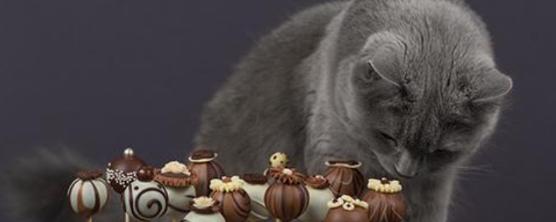 猫咪能不能吃巧克力