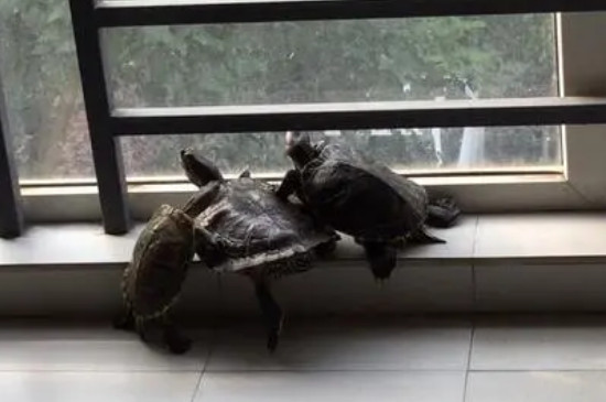 巴西龟吃蜗牛吗
