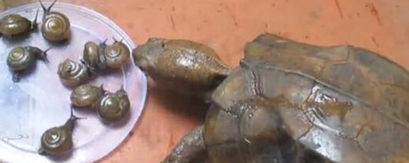 巴西龟吃蜗牛吗