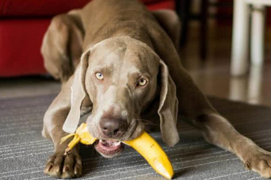 香蕉狗狗可以吃吗