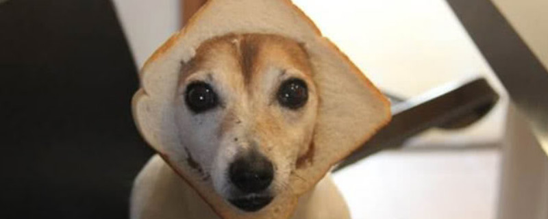 狗可以吃面包片吗