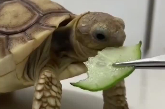 乌龟可以吃黄瓜吗