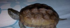 乌龟能吃面包吗