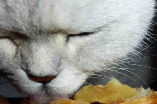 猫能吃面包吗为什么