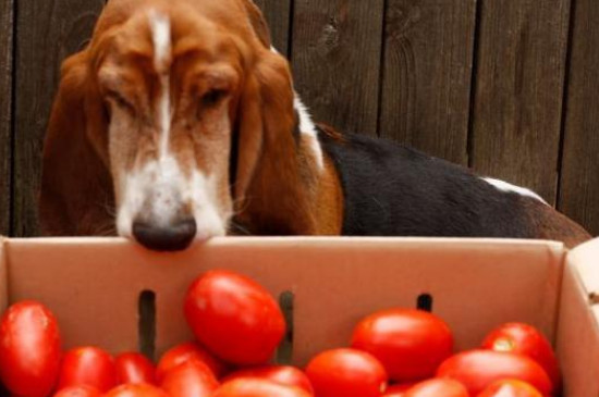 狗可以吃番茄吗?为什么