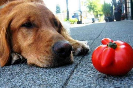 狗可以吃番茄吗?为什么