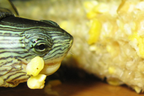 乌龟吃生玉米还是熟玉米