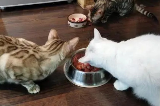 小猫爱吃什么